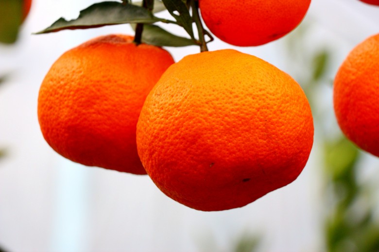 IMG_0074 (2)_conew2.jpg