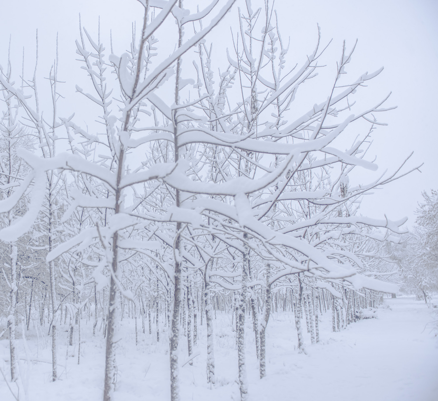 ��ӯ�����õ����貽