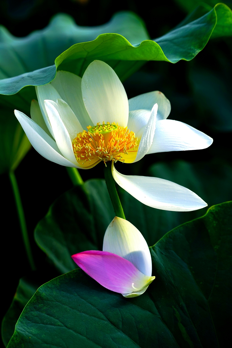 �ɻ�1��֧ (8).jpg