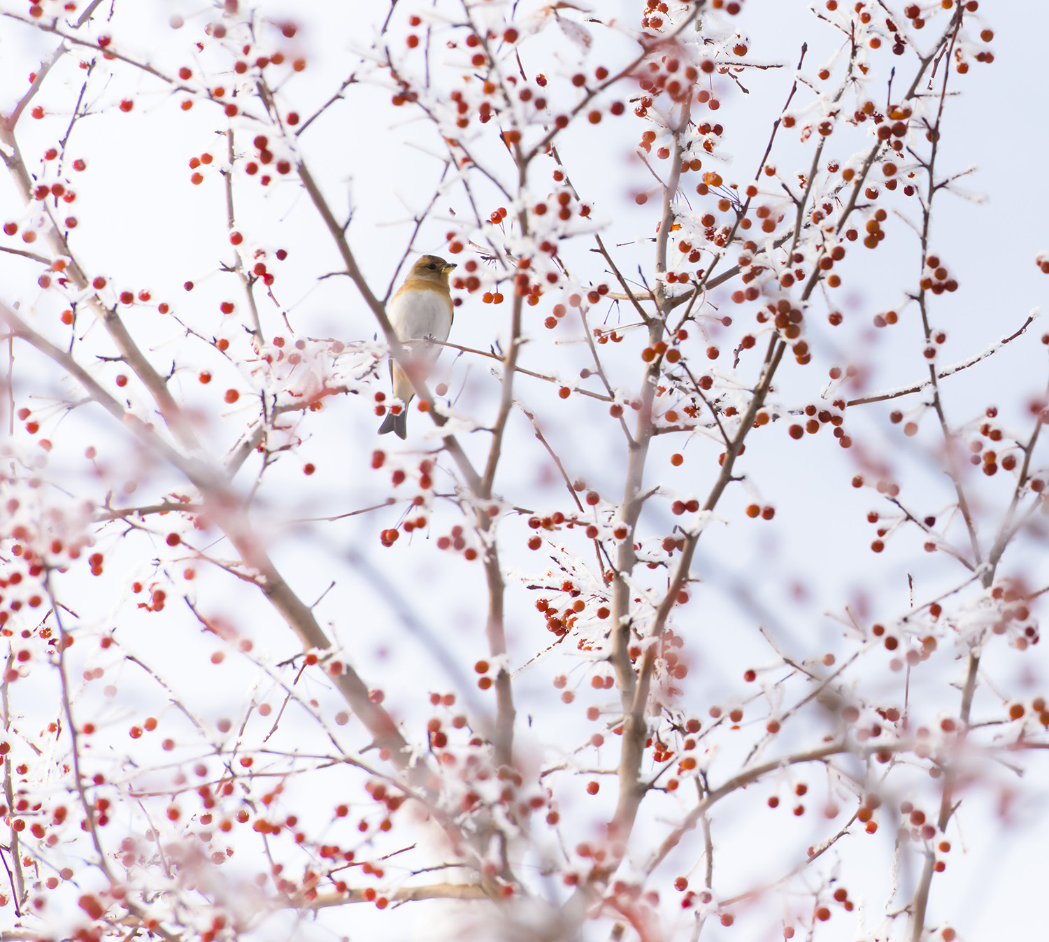 ���꽫����������