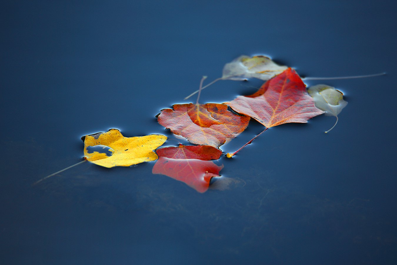 ���Ź�����Ҷ֪� (2).jpg