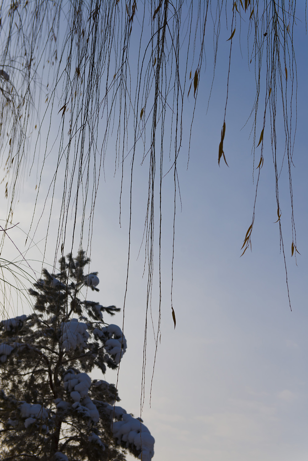 ��ѩ�Ĳ���