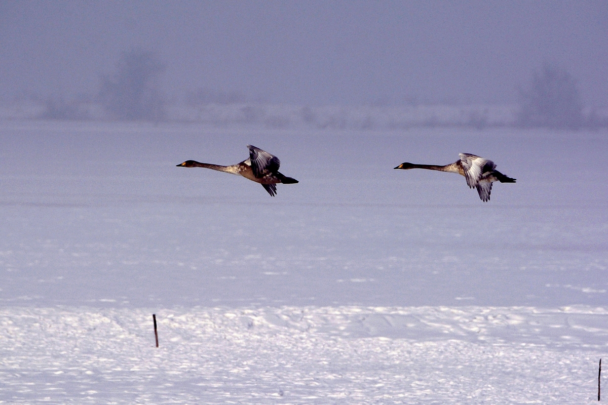 nEO_IMG_��� (1).jpg