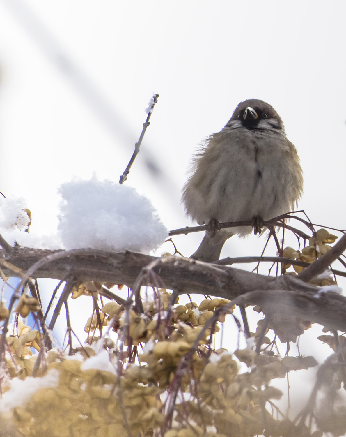 �����յ��½�ȸ