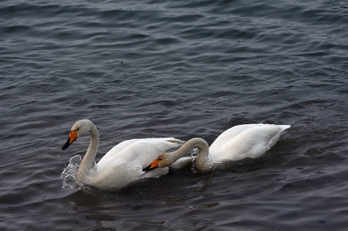 nEO_IMG_��� (31).jpg