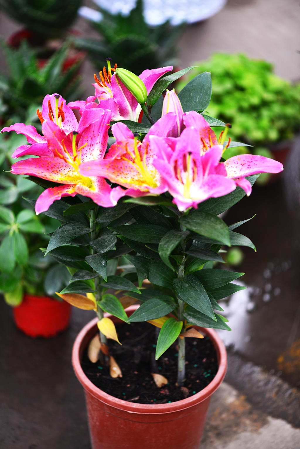 DSC_0432 - ����.JPG