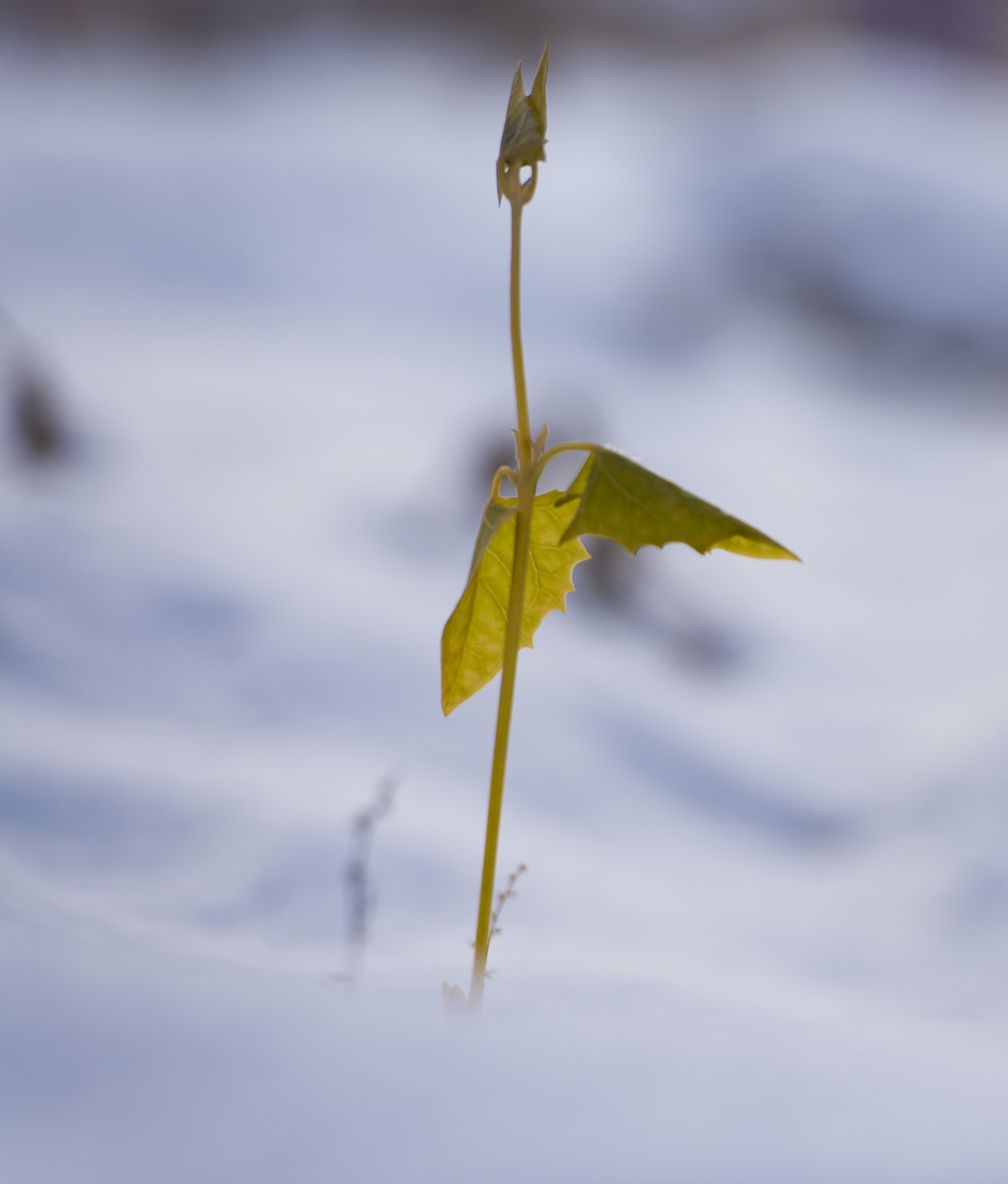 �����ѩԭ��������