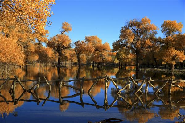 ����ɺ�����