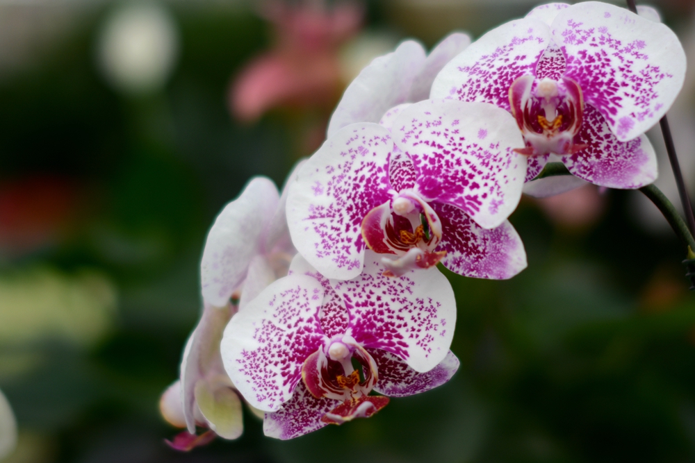 ��Ȫ���� 089_����.jpg