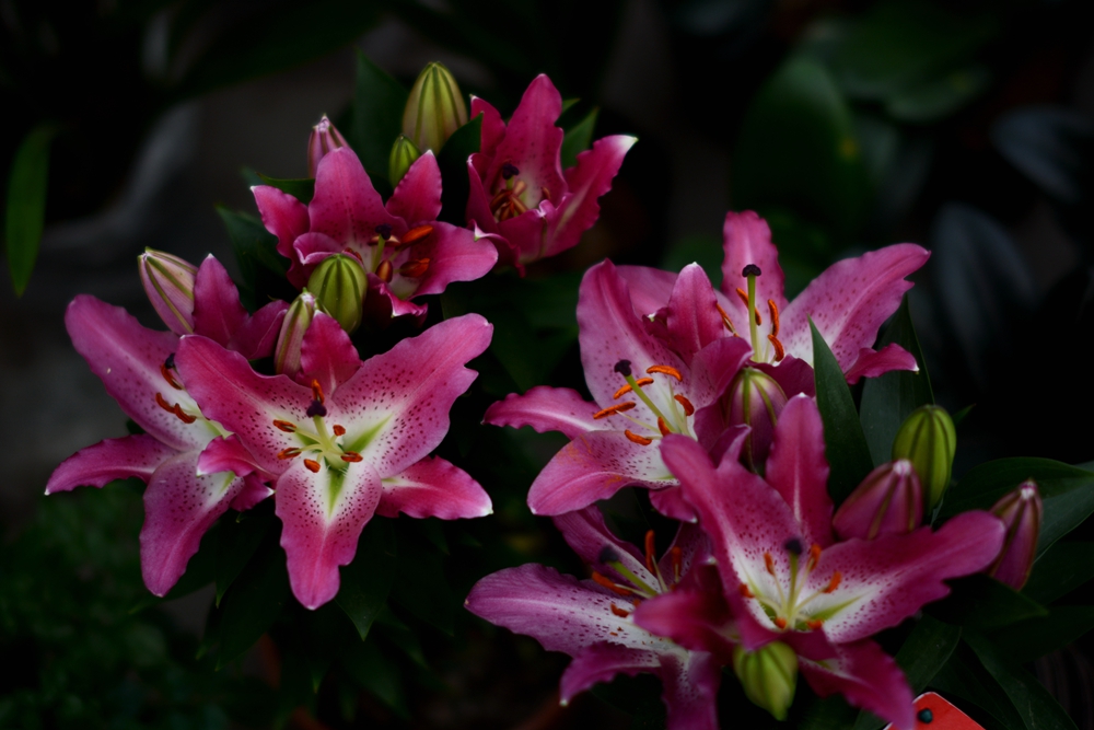 ��Ȫ���� 079_����.jpg