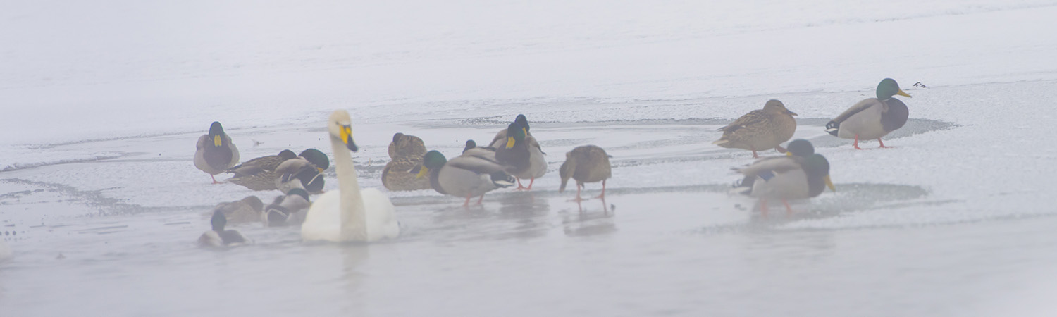 ��ѩ�е�����