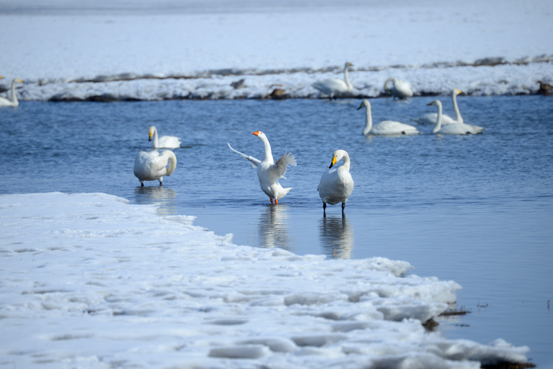 ����СѼ����������� ʯ�����ܳ�������������Ӱ����.jpg