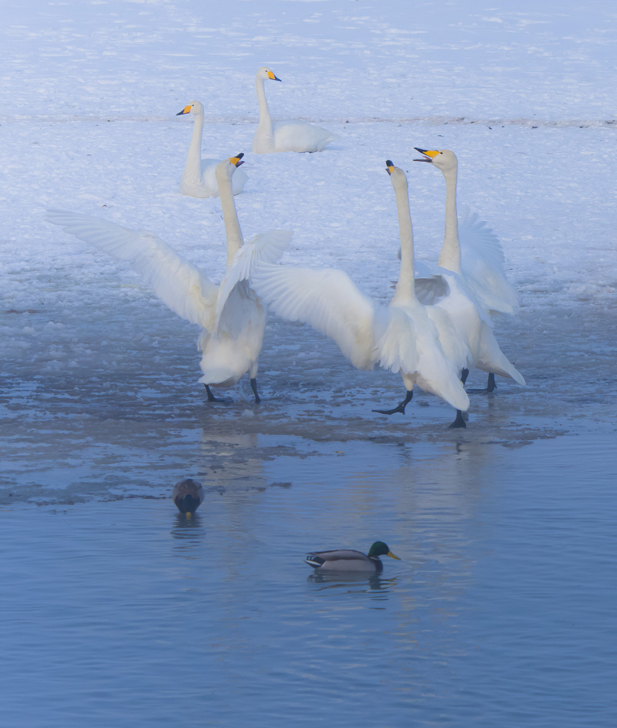 ��������