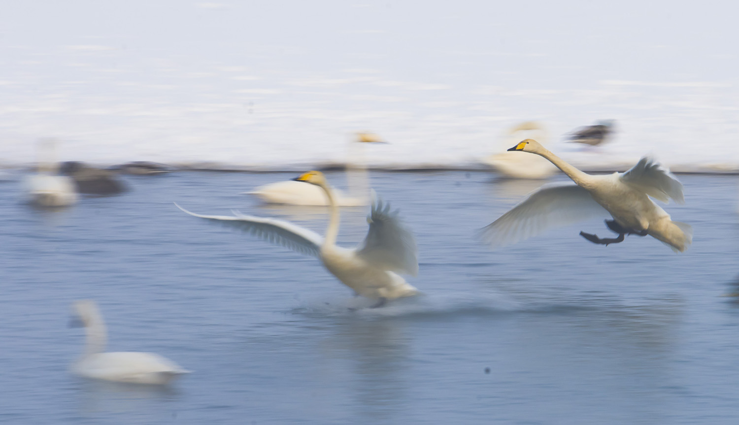 ����˫�ɻؼ�԰