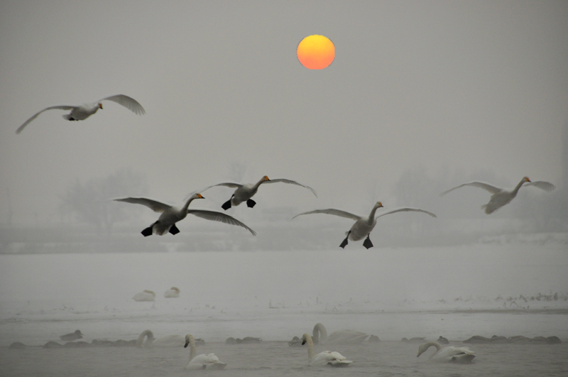 ���� ������1.jpg