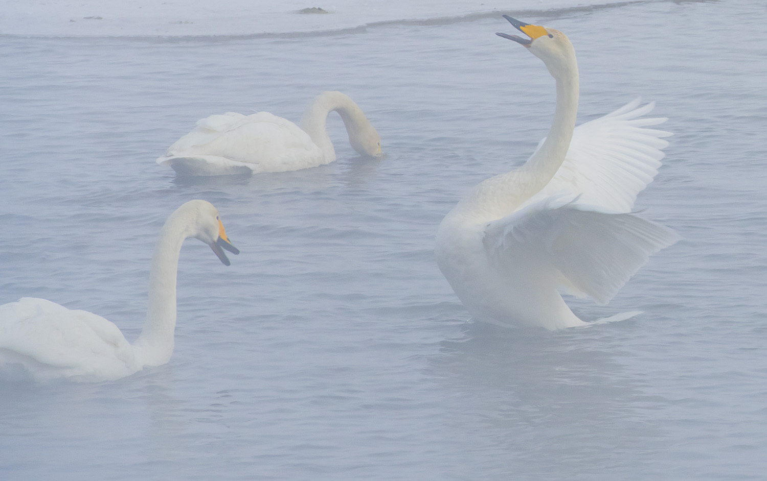 ��ֻΪ������