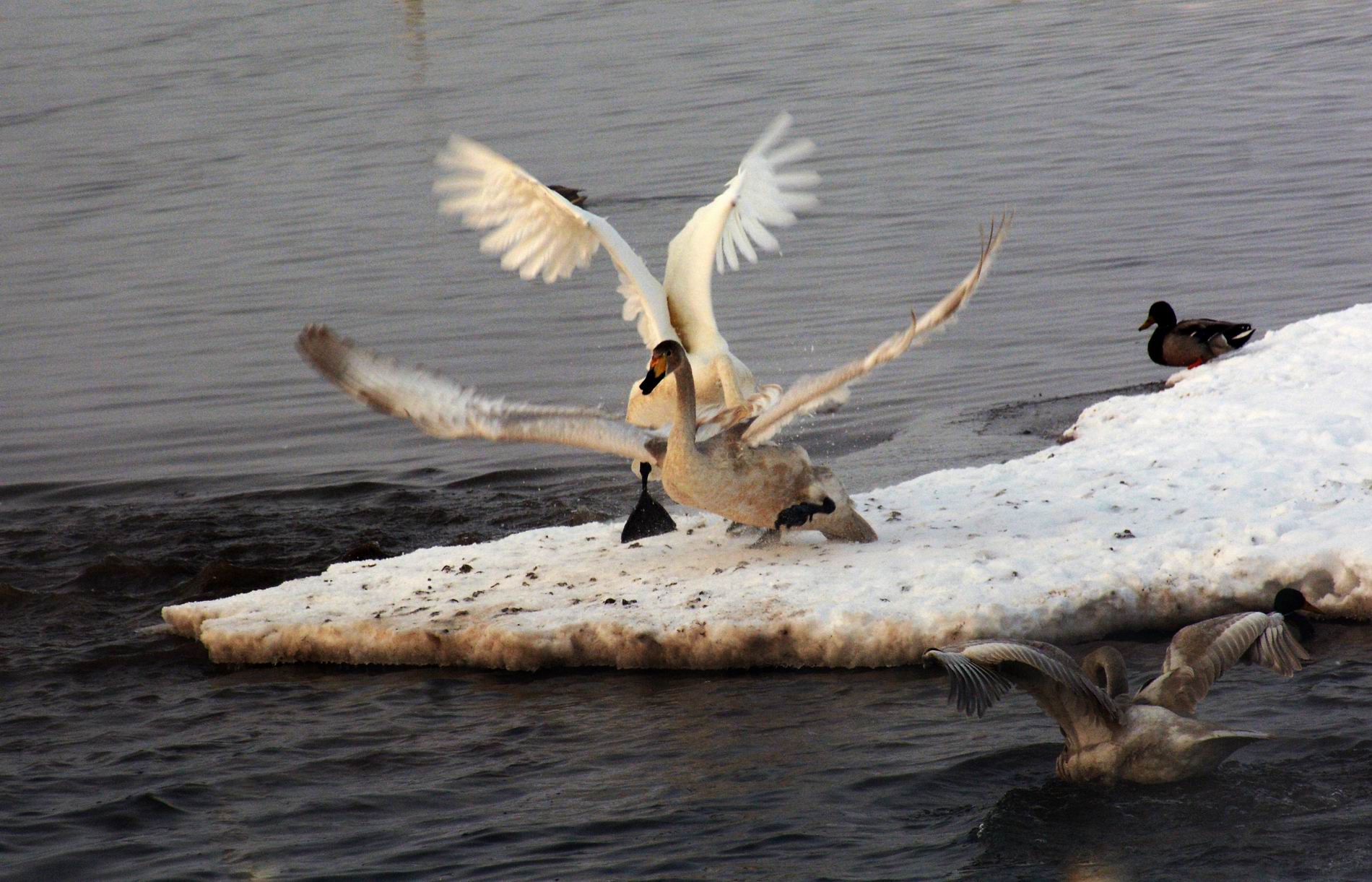 ������С DSC_3310.JPG