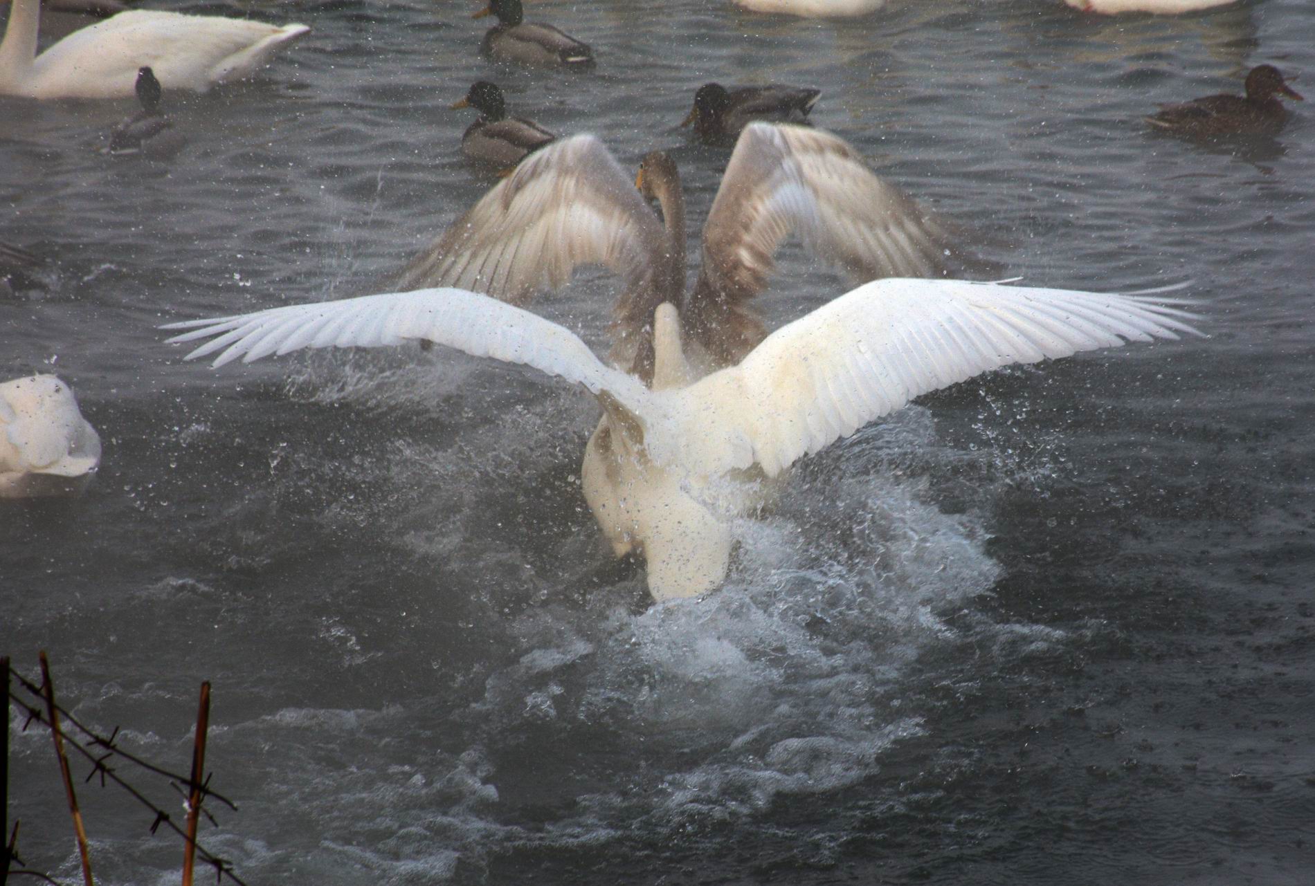 ������С DSC_3292.JPG