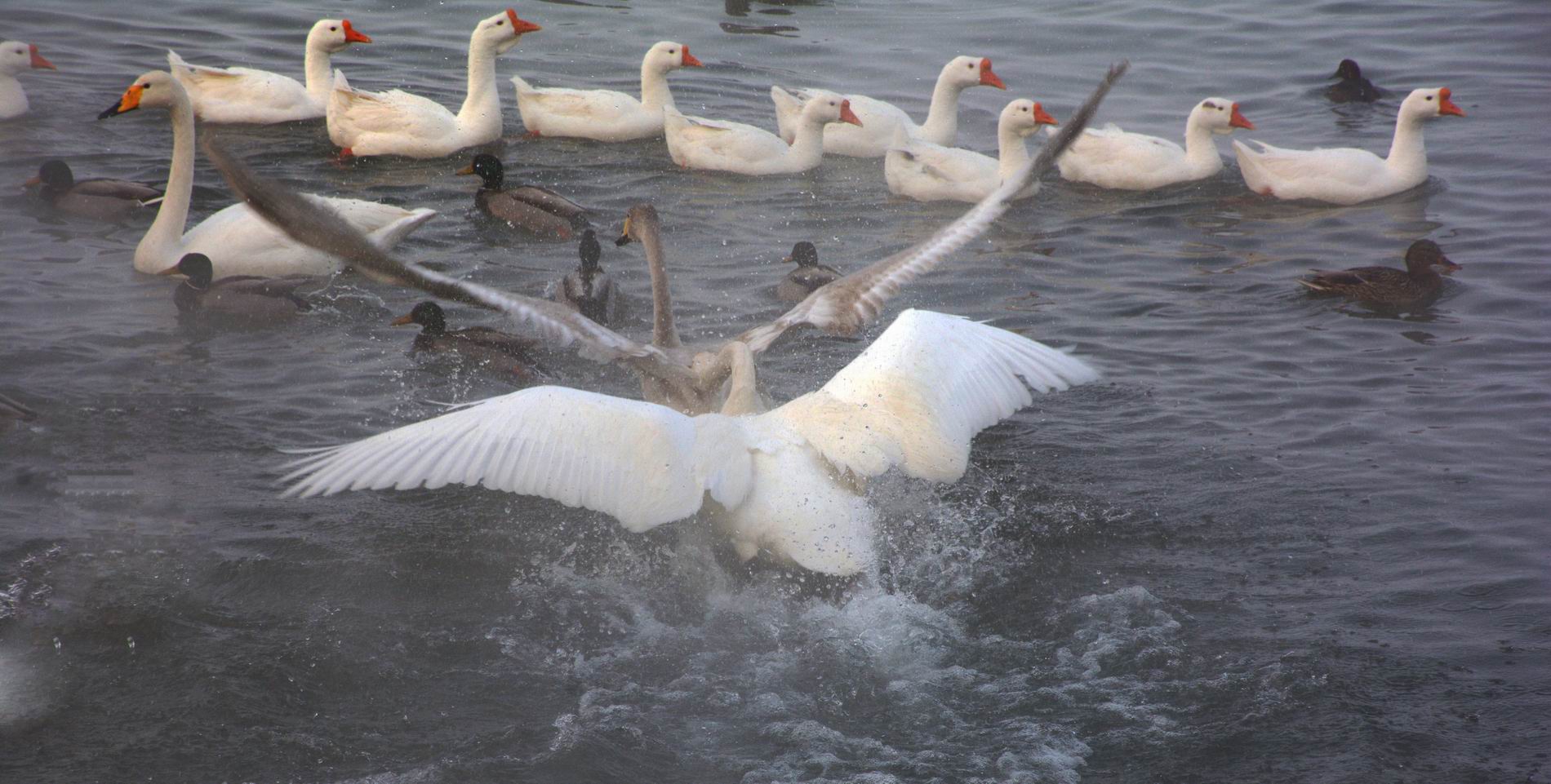 ������С DSC_3294.JPG