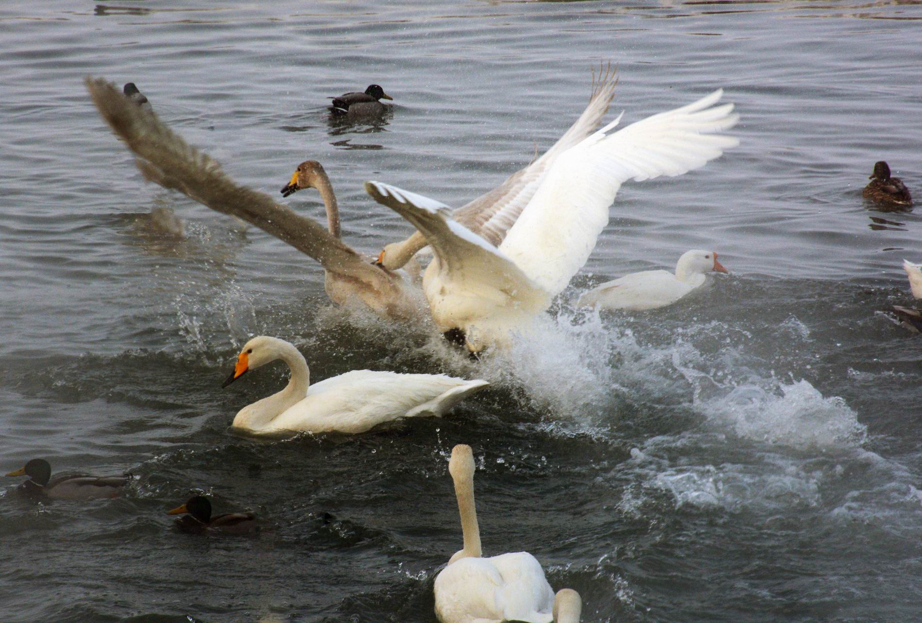 ������С DSC_3297.JPG