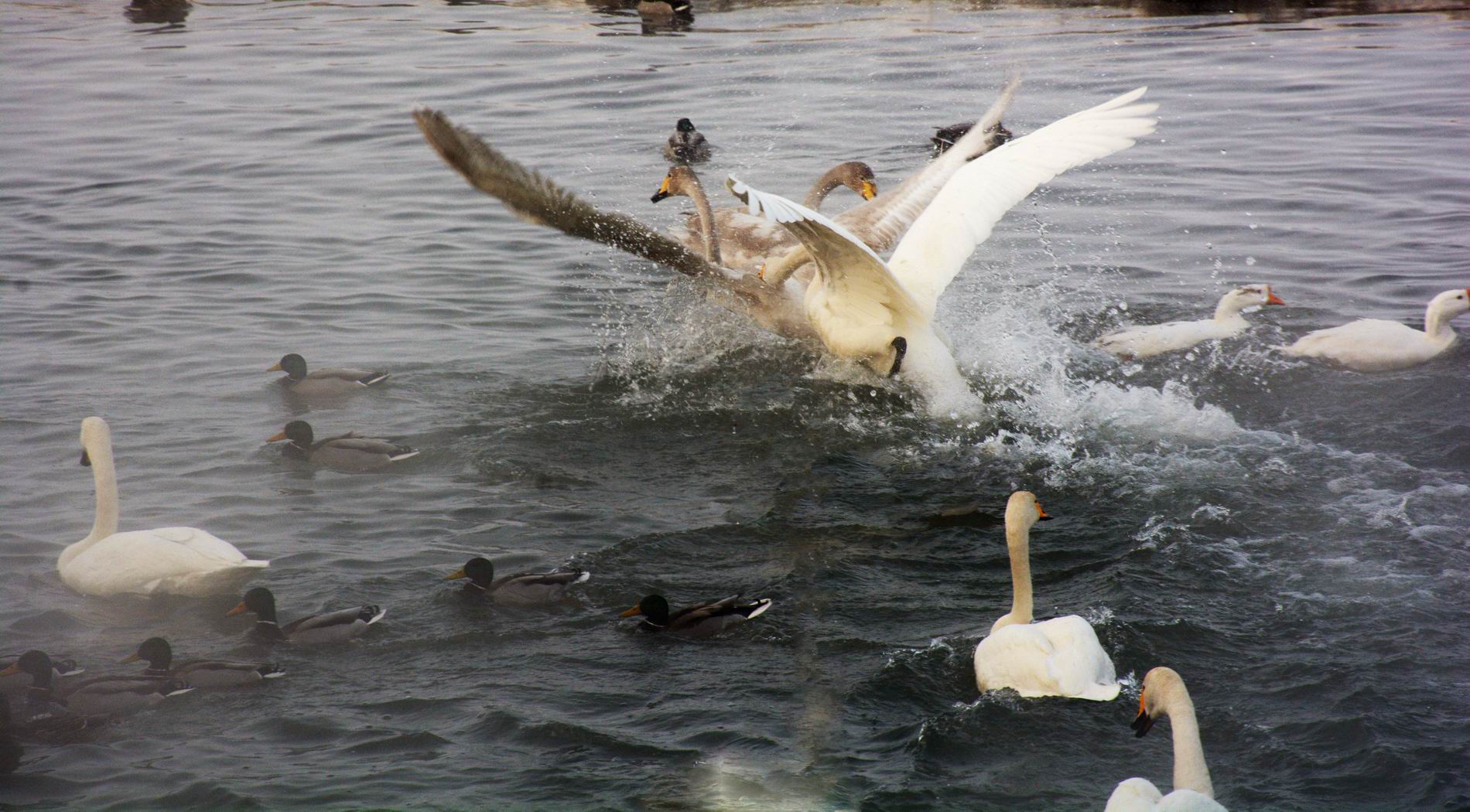 ������С DSC_3299.JPG