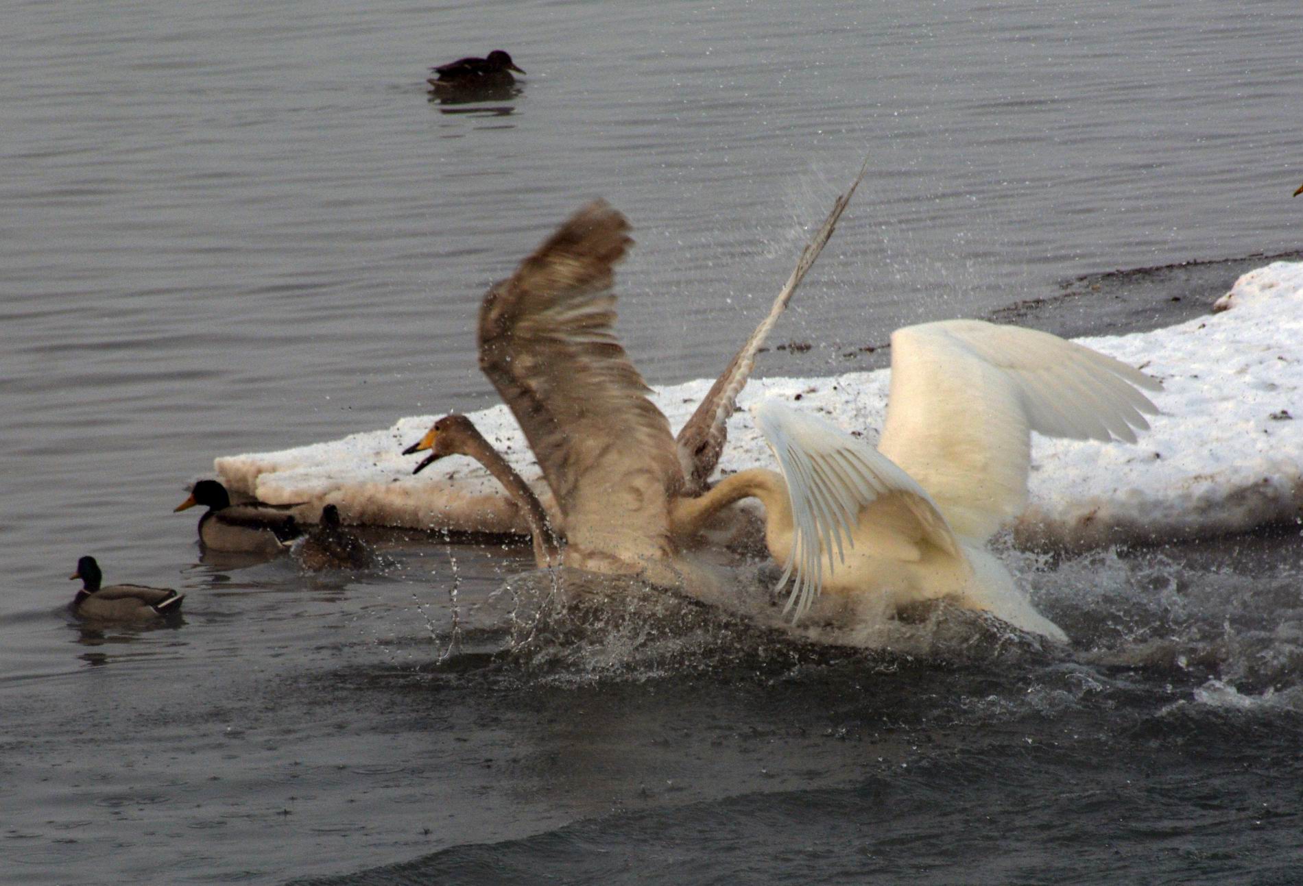 ������С DSC_3306.JPG