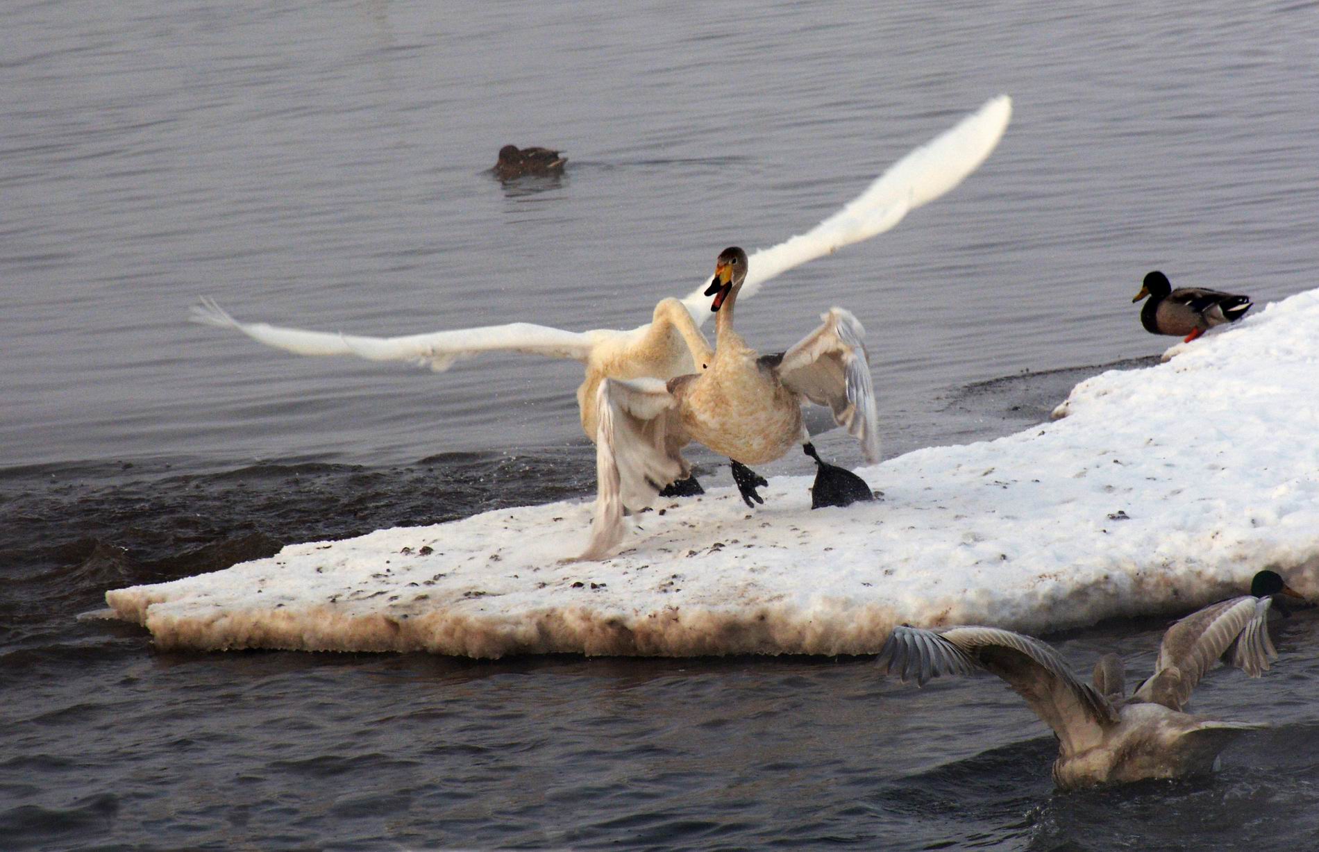 ������С DSC_3309.JPG