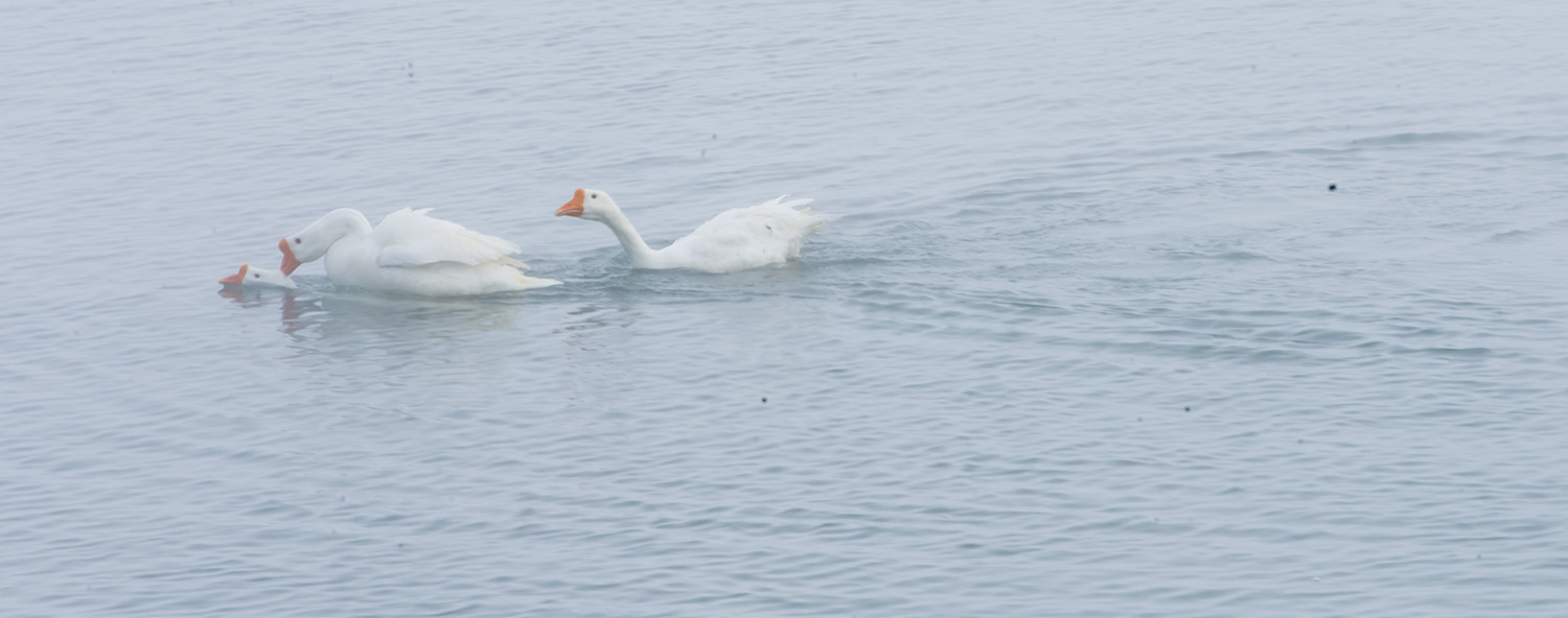 ׷����ȥ�İ�