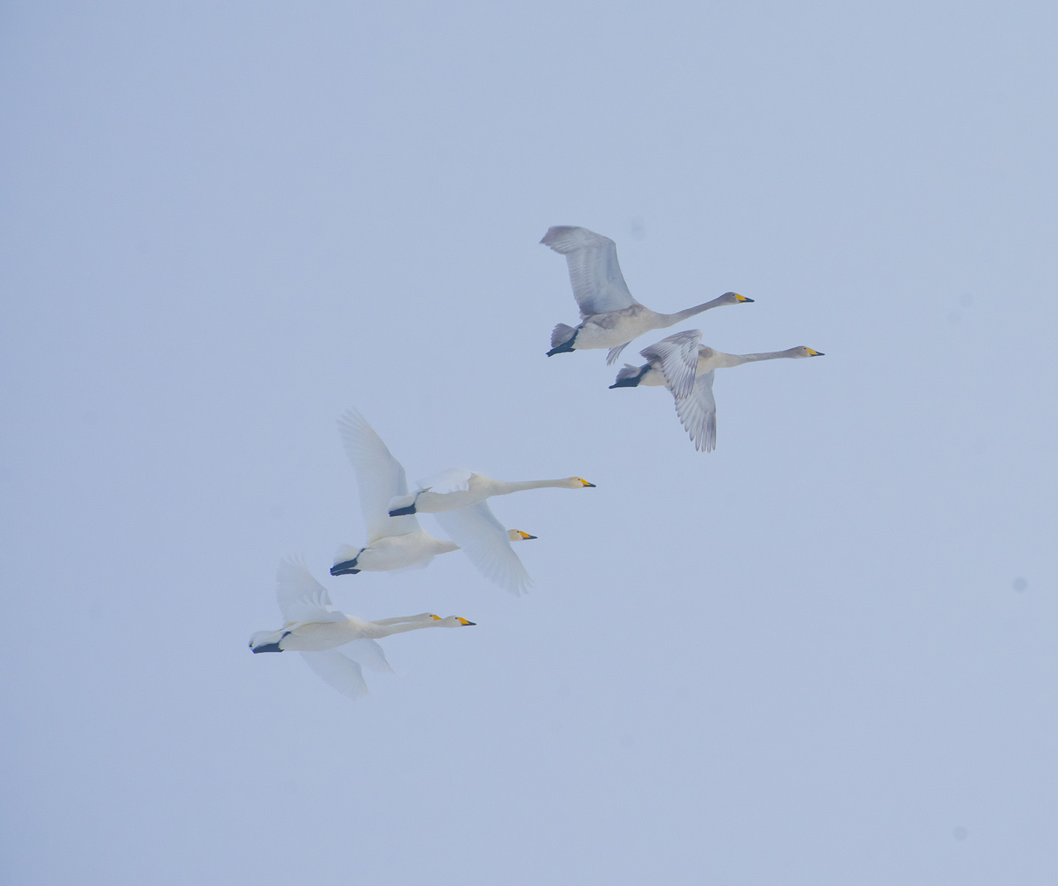 ���ɰ�������