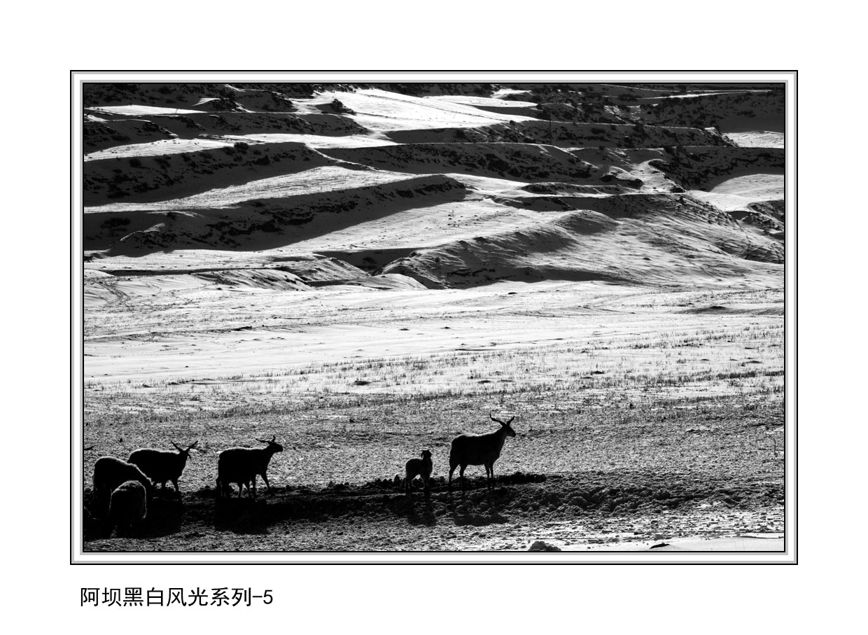 ���Ӻڰ׷��ϵ�� 5.JPG