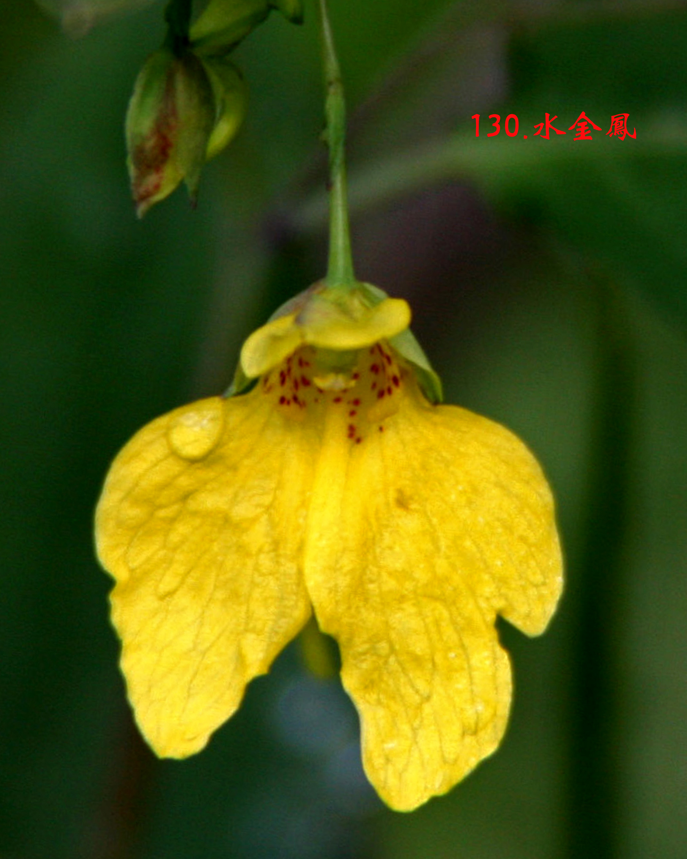 130.ˮ���.JPG