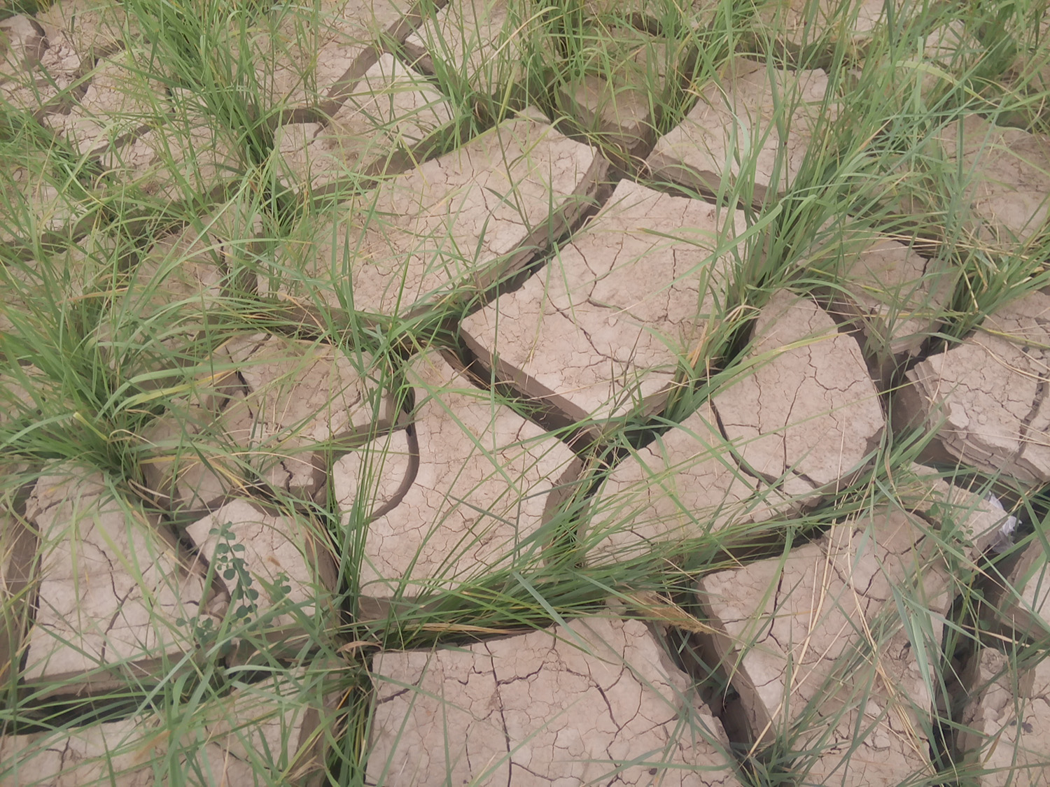 ˮ��ũ���ۿ������