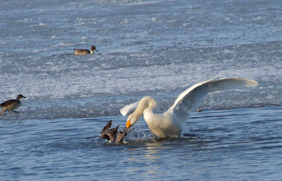 һֻѼ�ӱ����ҧס������Ѳ���