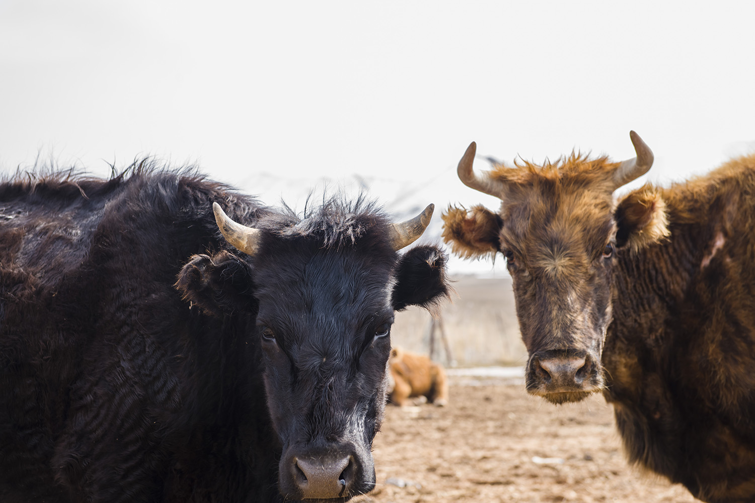 ������ŭ������