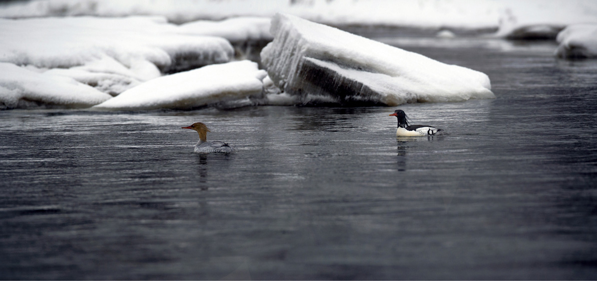 �л���ɳѼ ����.jpg