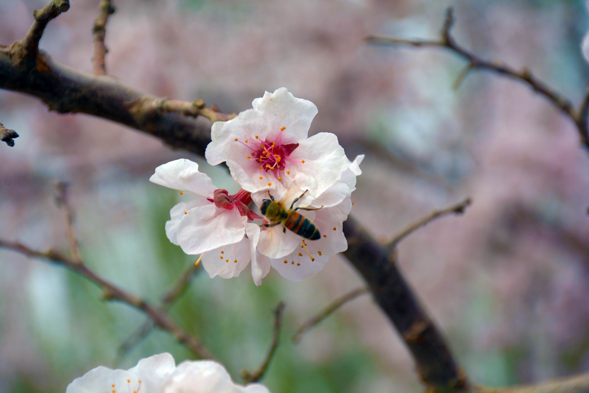 ������С DSC_5158.JPG