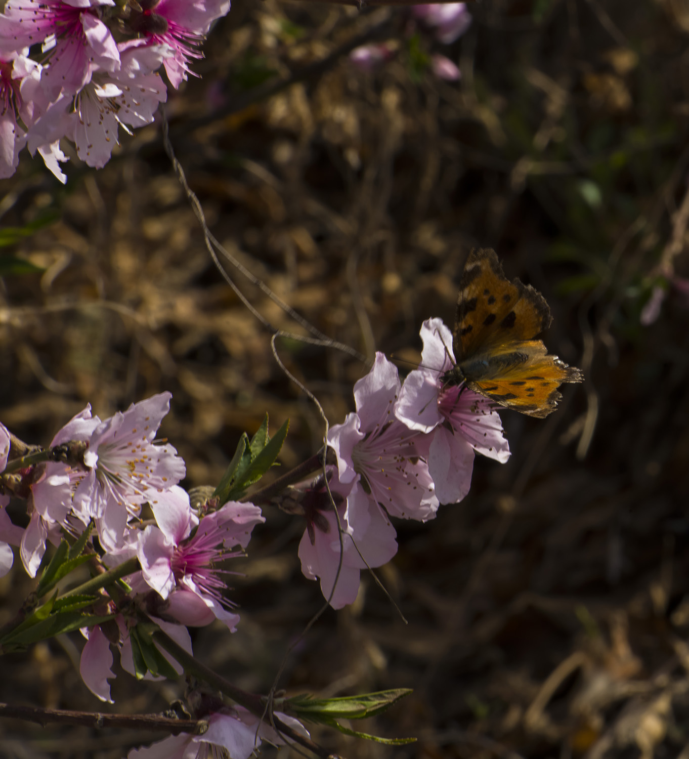 �ҷ����Դ�