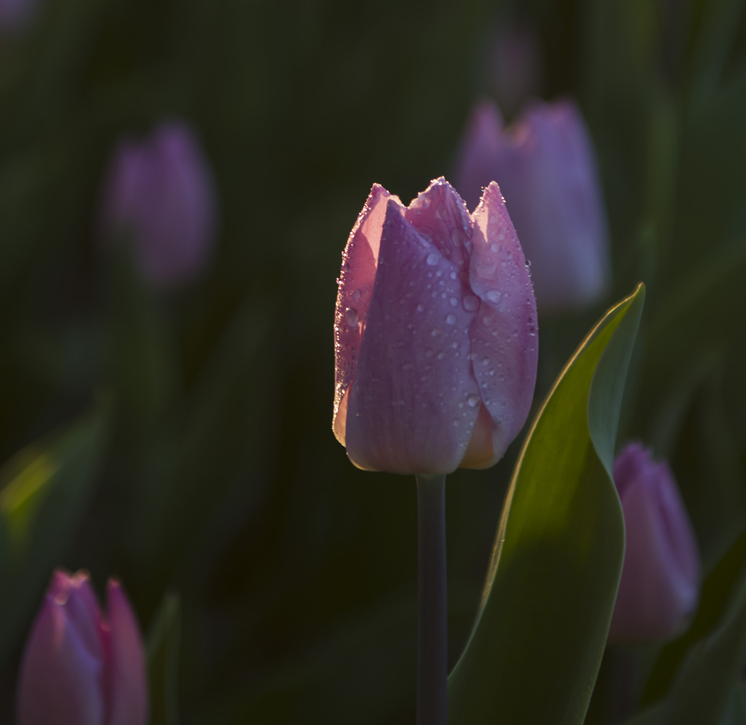 ���Ÿ߹��������