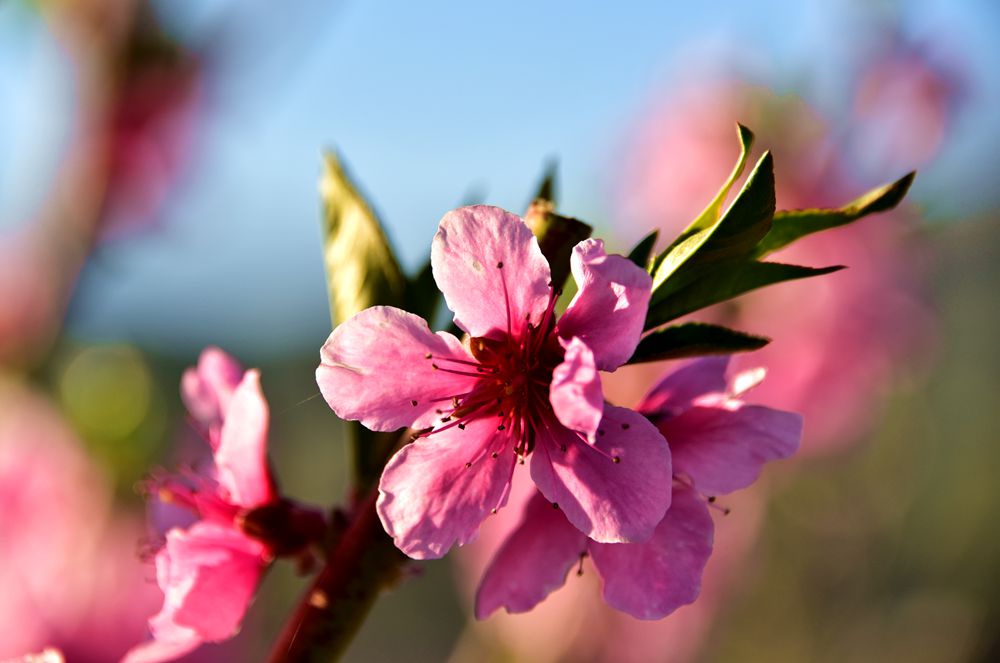 ��Ƭ��԰���� 012_����.jpg