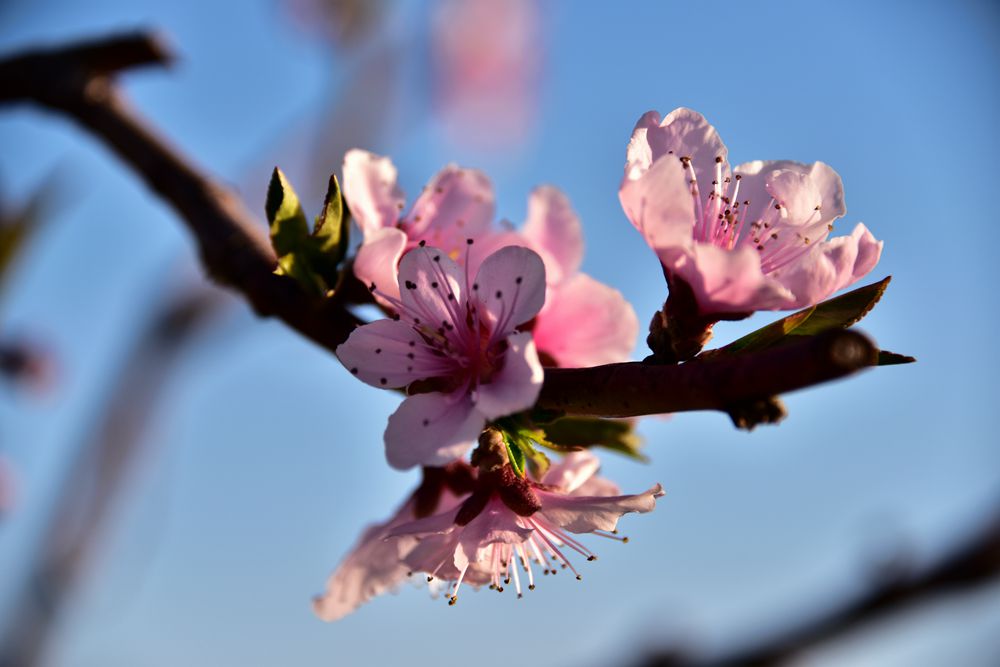 ��Ƭ��԰���� 005_����.jpg