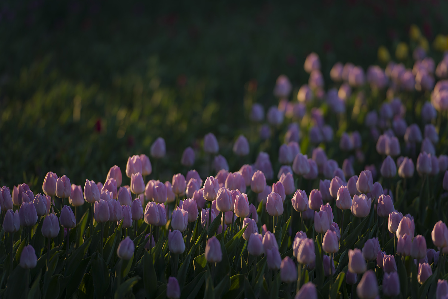 ������ӵ��������