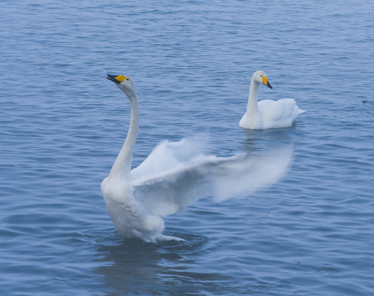 ��ֻΪ������