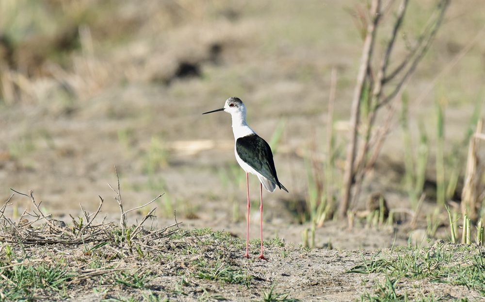 ��Ƭ��԰���� 327_����.jpg