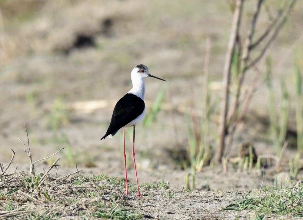 ��Ƭ��԰���� 336_����.jpg