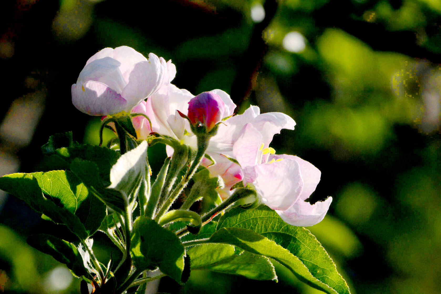 ƻ���� (1).jpg