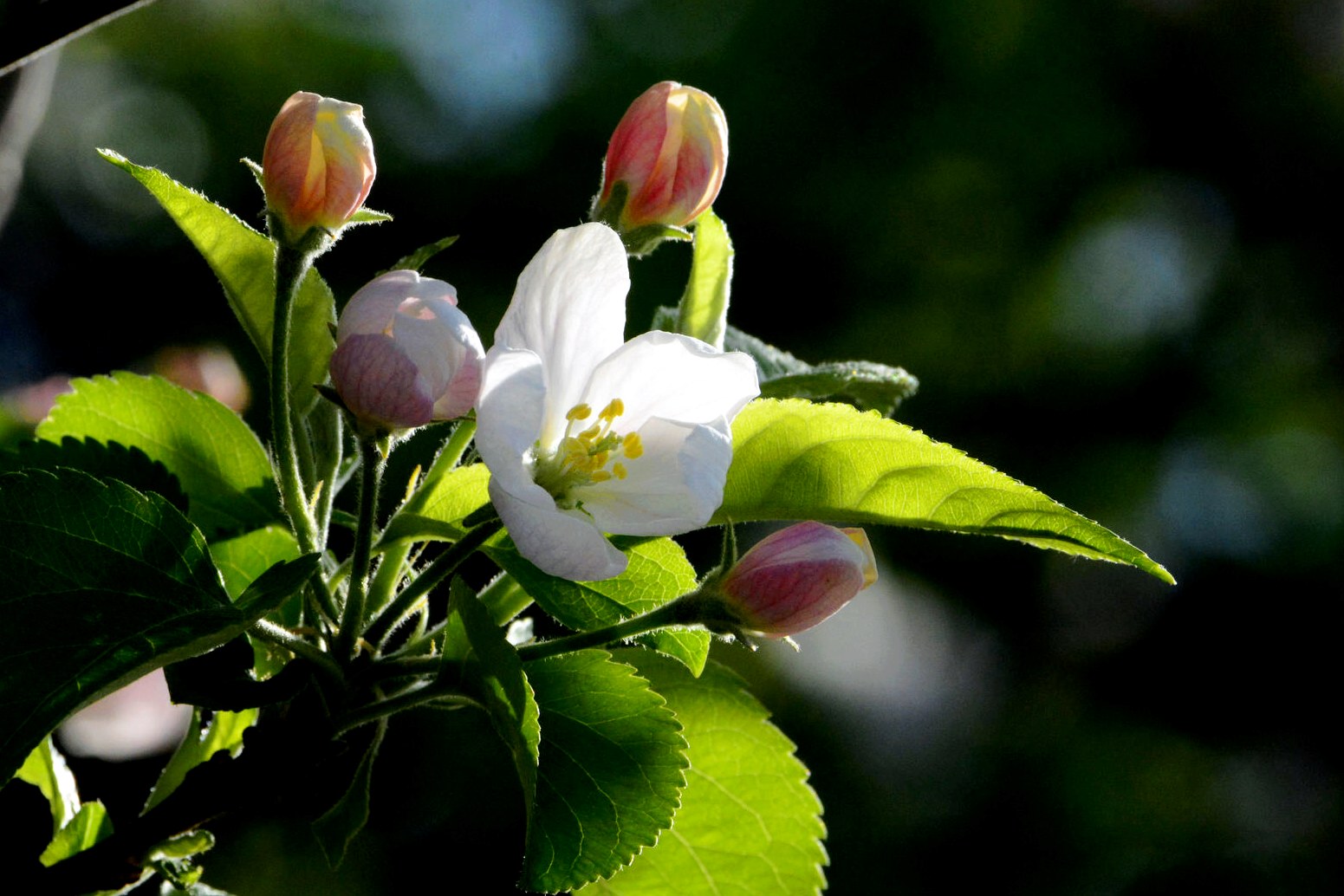 ƻ���� (4).jpg