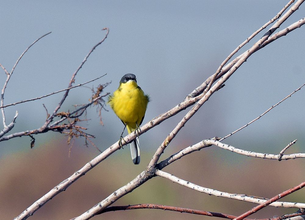 ��Ƭ��԰���� 531_����.jpg