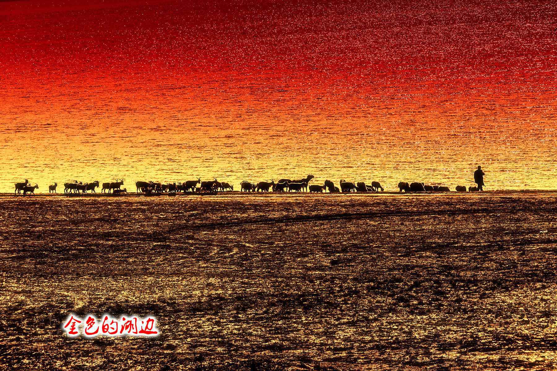 2. ����ɫ�ĺ��ߡ�..jpg