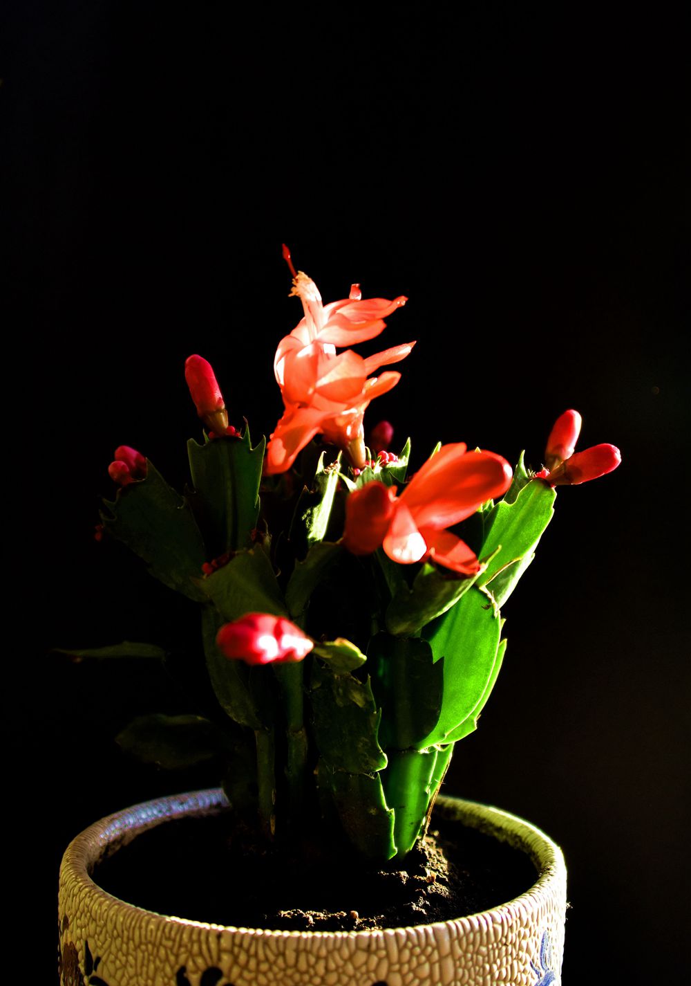 ��Ƭ��԰���� 204_����_����.jpg