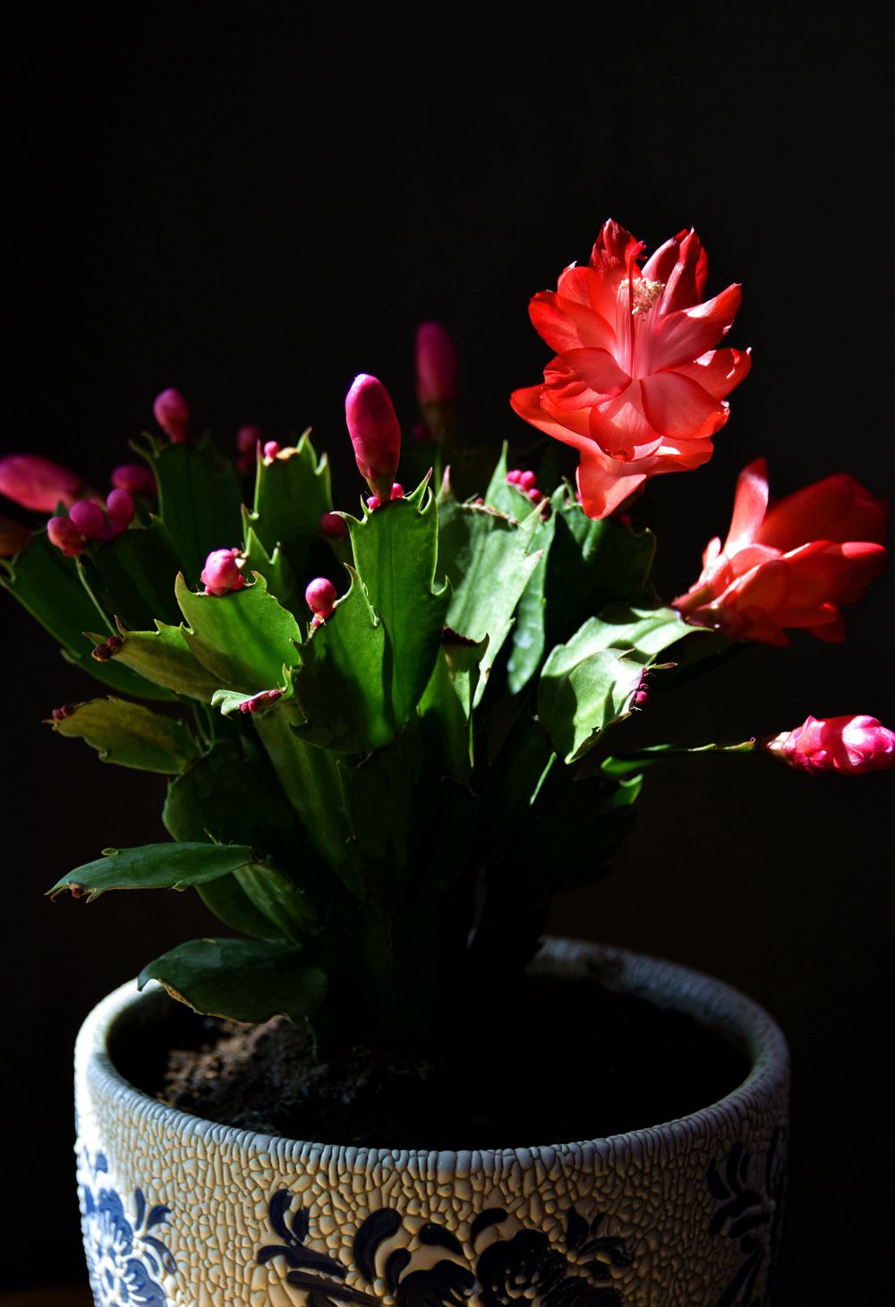 ��Ƭ��԰���� 218_����_����.jpg